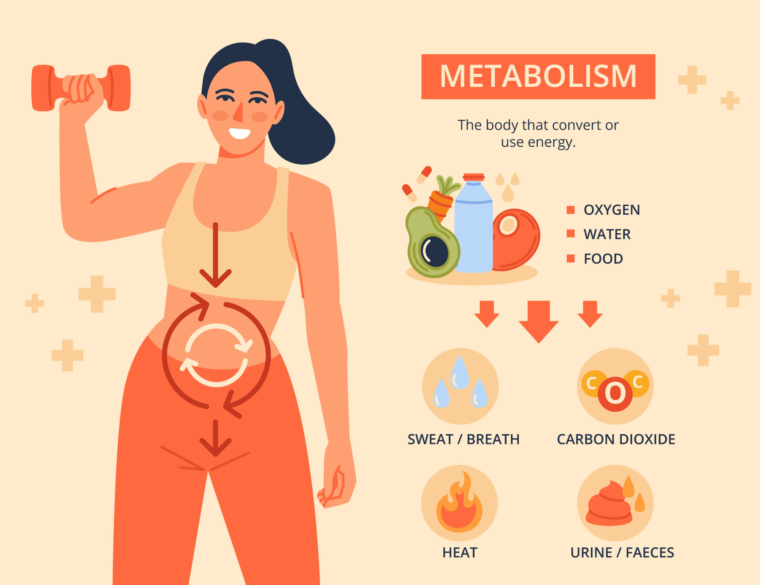 Read more about the article Metabolism इक्स्प्लैन इन हिन्दी